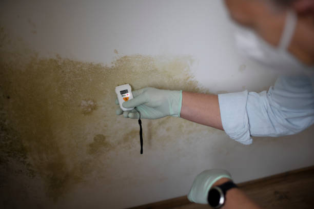 Why You Should Choose Our Mold Remediation Services in Terre Haute, IN